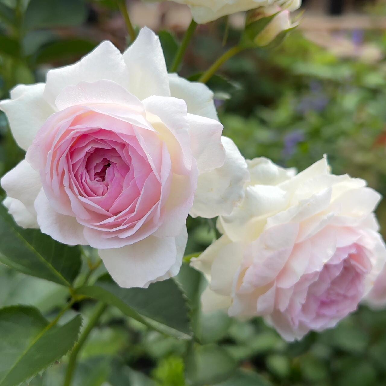 Rose【Vesalius】-1.5 Gal OwnRoot LivePlant|Prolific Bloomer|Abundant Blooms|Strong Fragrance|萨维里|Bun-shaped Petals|Tall Growth|Upright Habit
