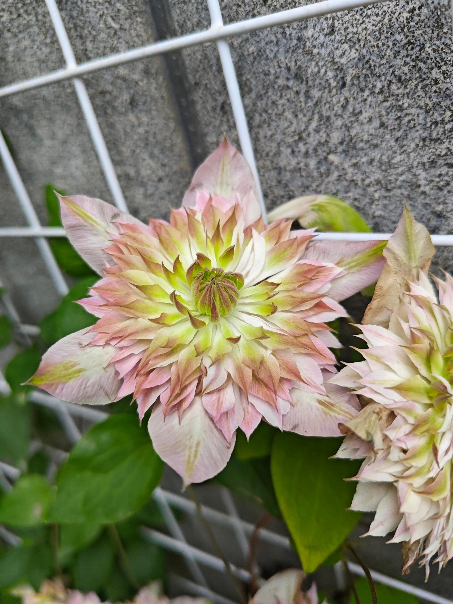 Clematis ''Shamshe |昼の天使| 昼天使| 桃万重''