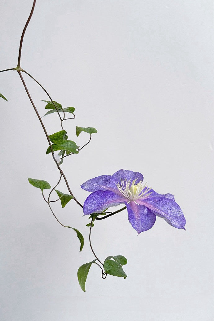 Clematis ''Chameleon |变色龙''