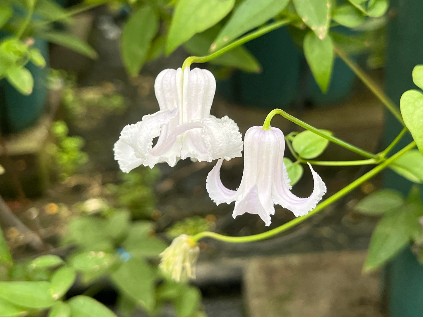 Blue Octopus Clematis ‘’クリスパ・エンジェル| Crispa Angel| 克里斯帕天使| タコクレマチス‘’