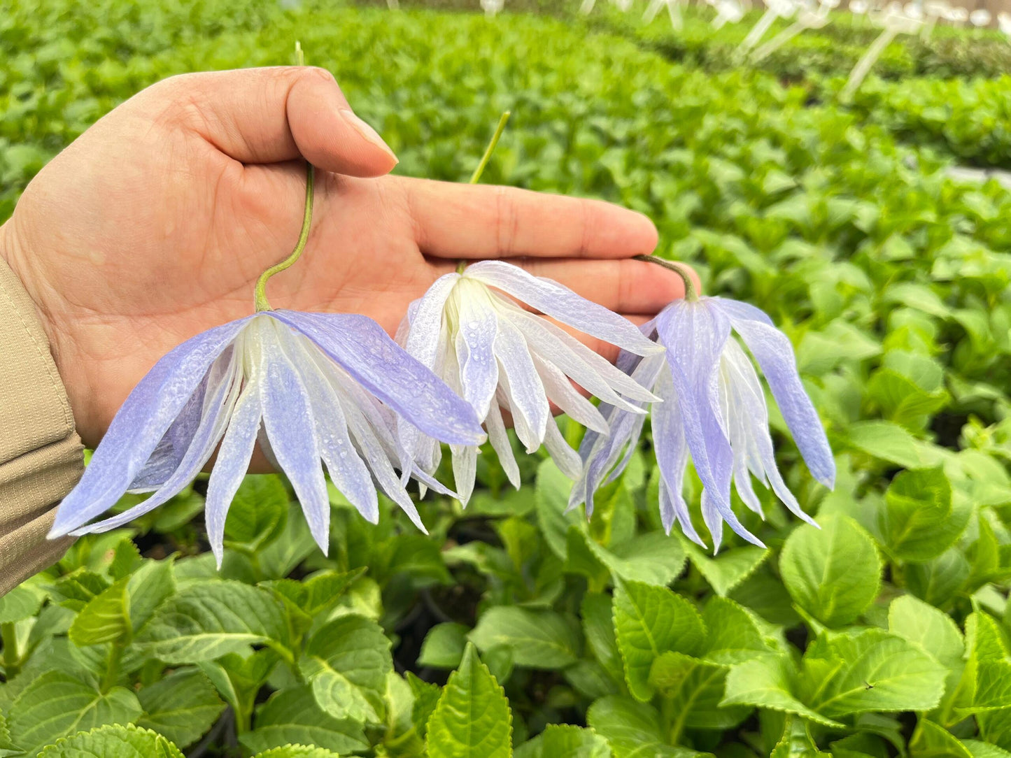 Clematis ‘’Maidwell Hall|梅德维尔‘’