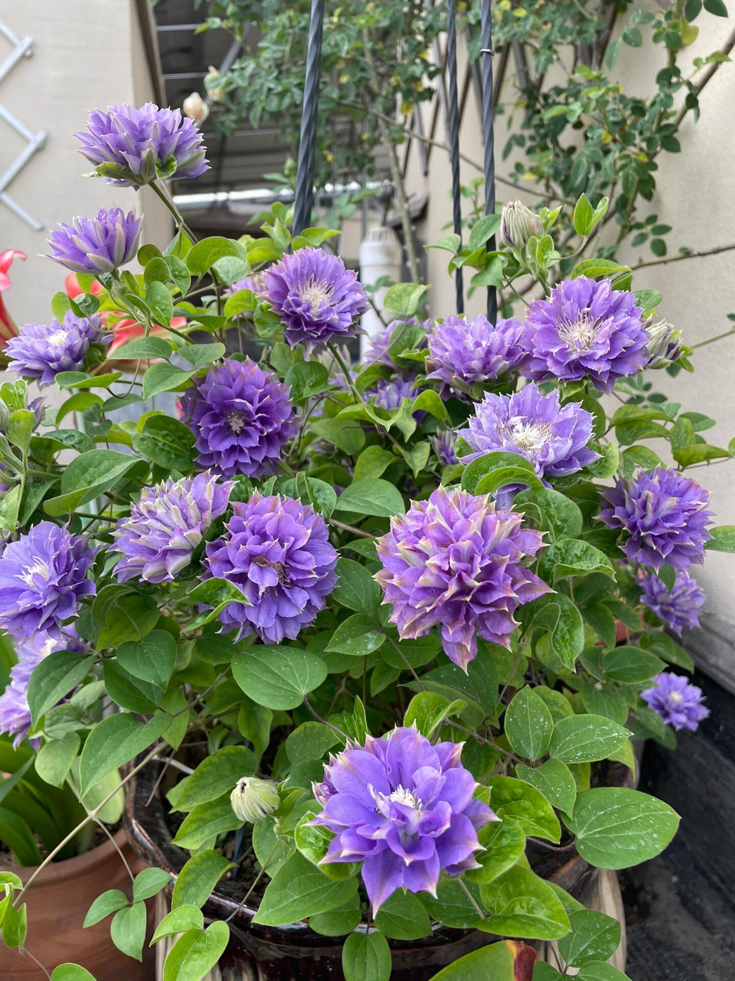 Clematis ''Enku|円空''