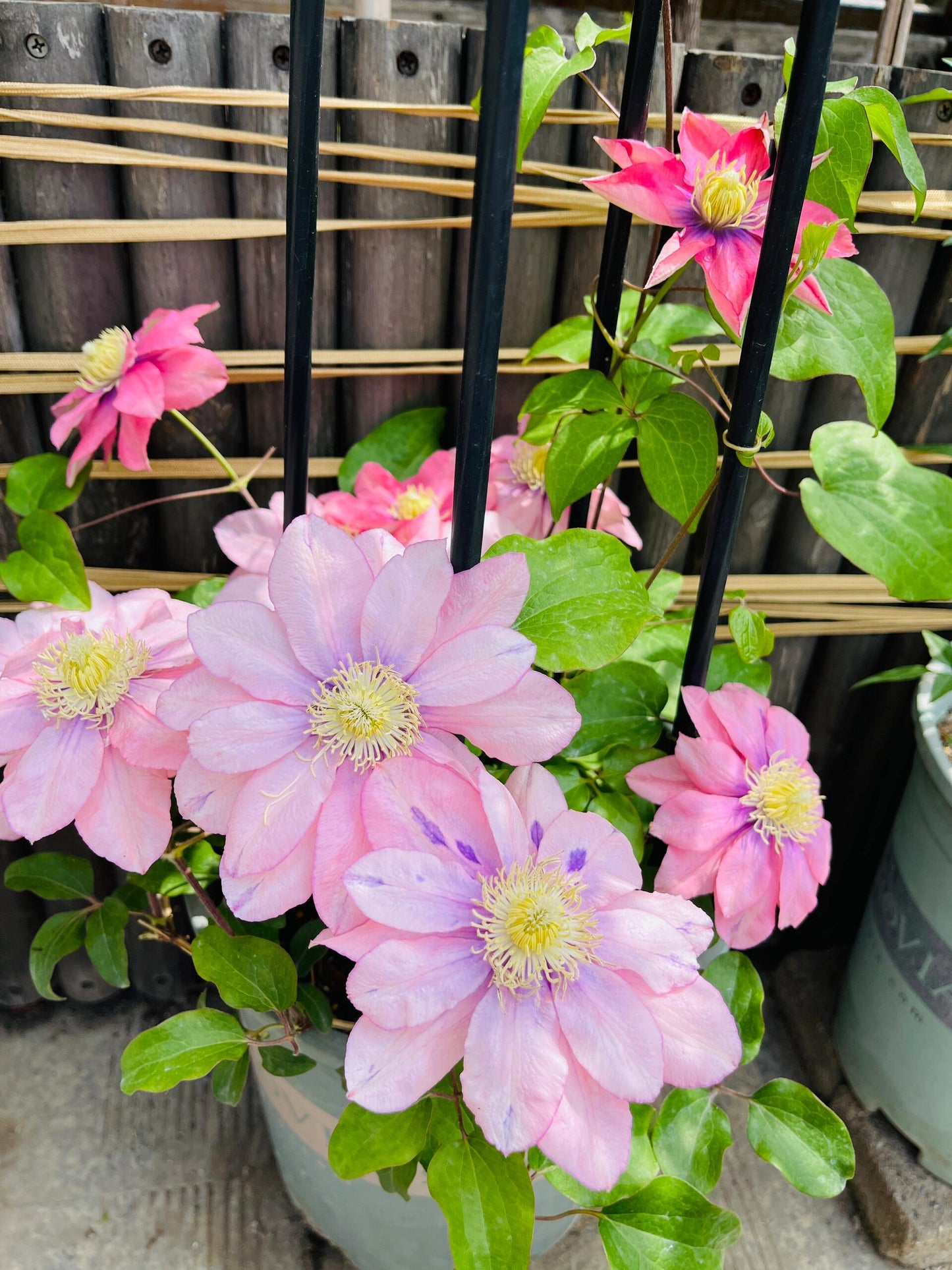 Clematis ‘’Little Mermaid | 小美人鱼‘’