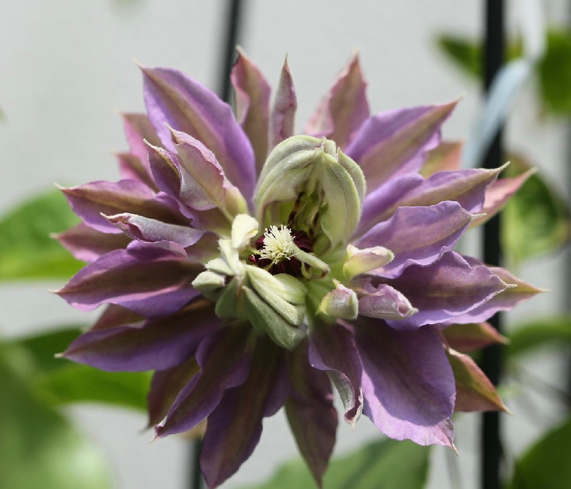 Clematis ‘’Matsuri Daiko|祭り太鼓 | 花太鼓‘’
