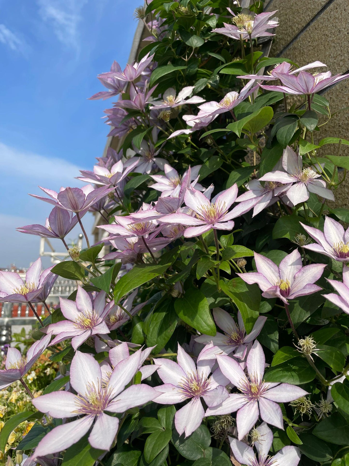 Clematis ‘’Samaritan Jo| 撒马利亚乔‘’