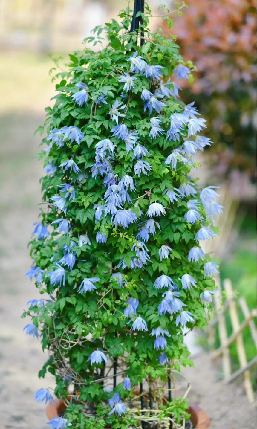 Clematis ‘’Maidwell Hall|梅德维尔‘’