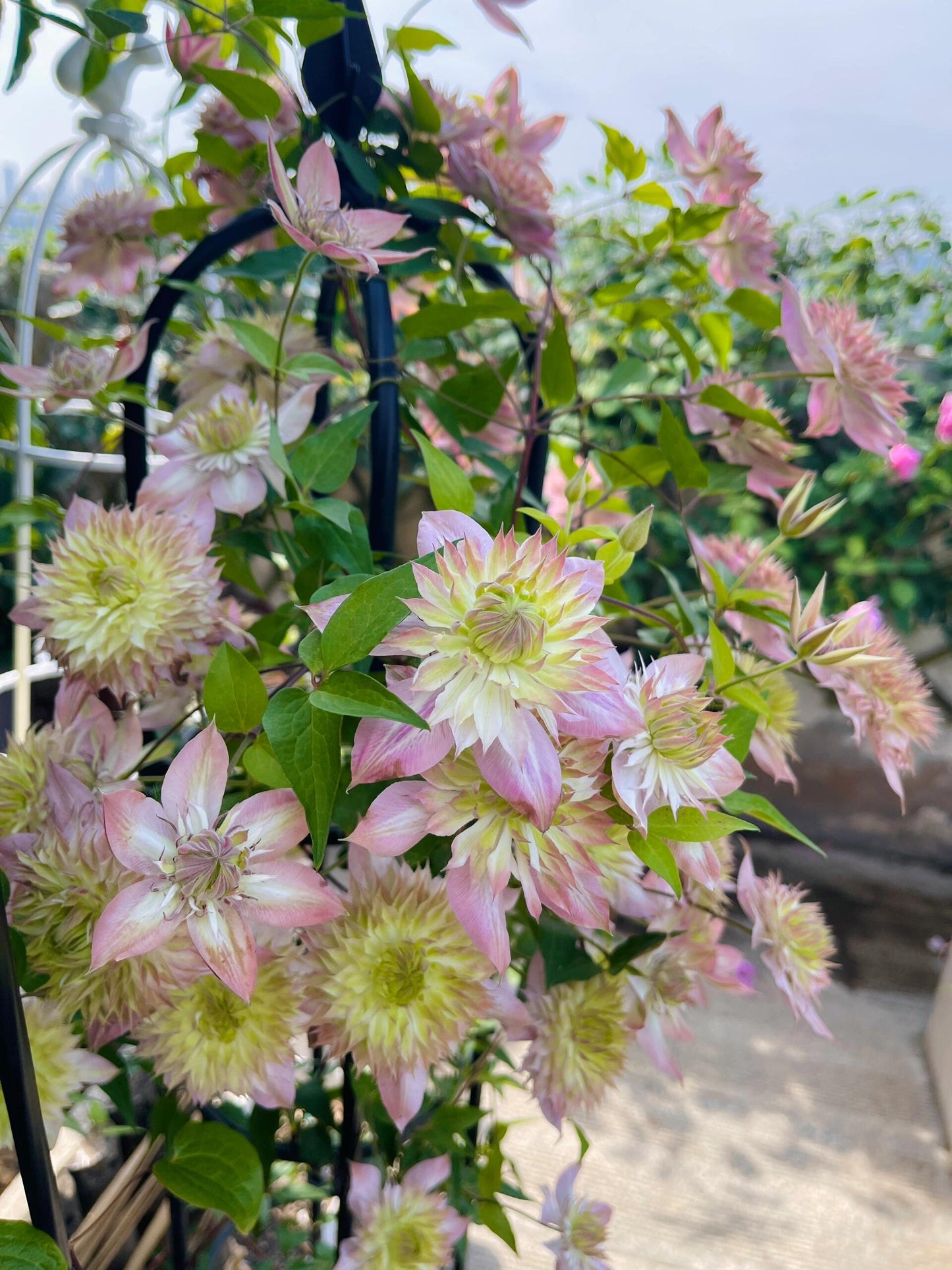 Clematis ''Shamshe |昼の天使| 昼天使| 桃万重''