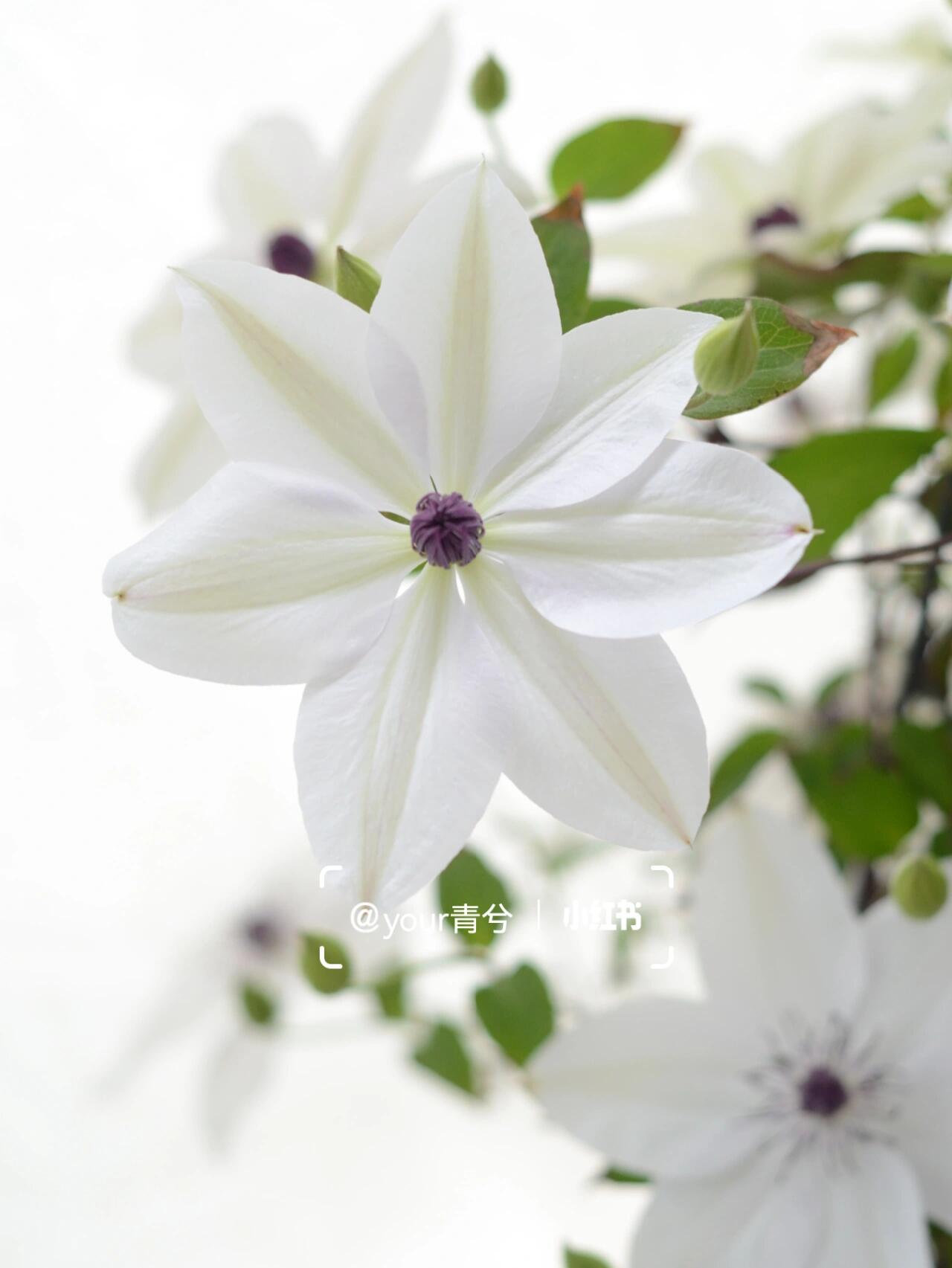Rare Clematis ‘’Guizi|摫子‘’