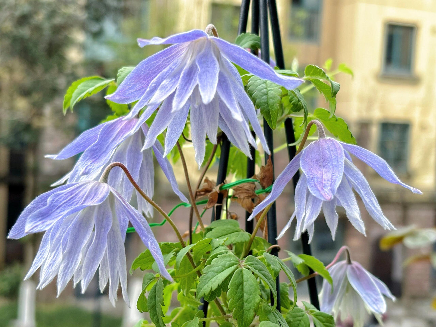 Clematis ‘’Maidwell Hall|梅德维尔‘’