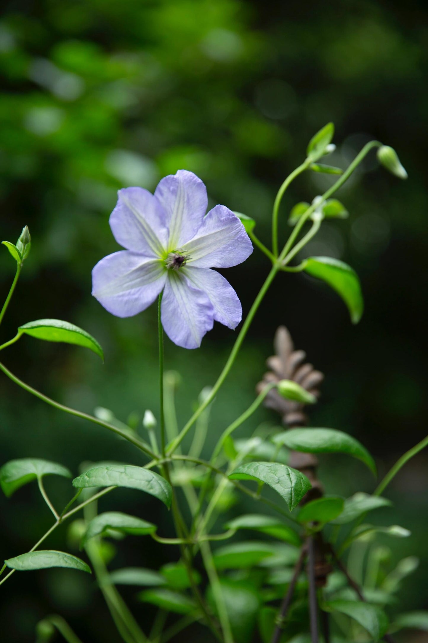 Clematis ‘’Sea Breeze|海风‘’