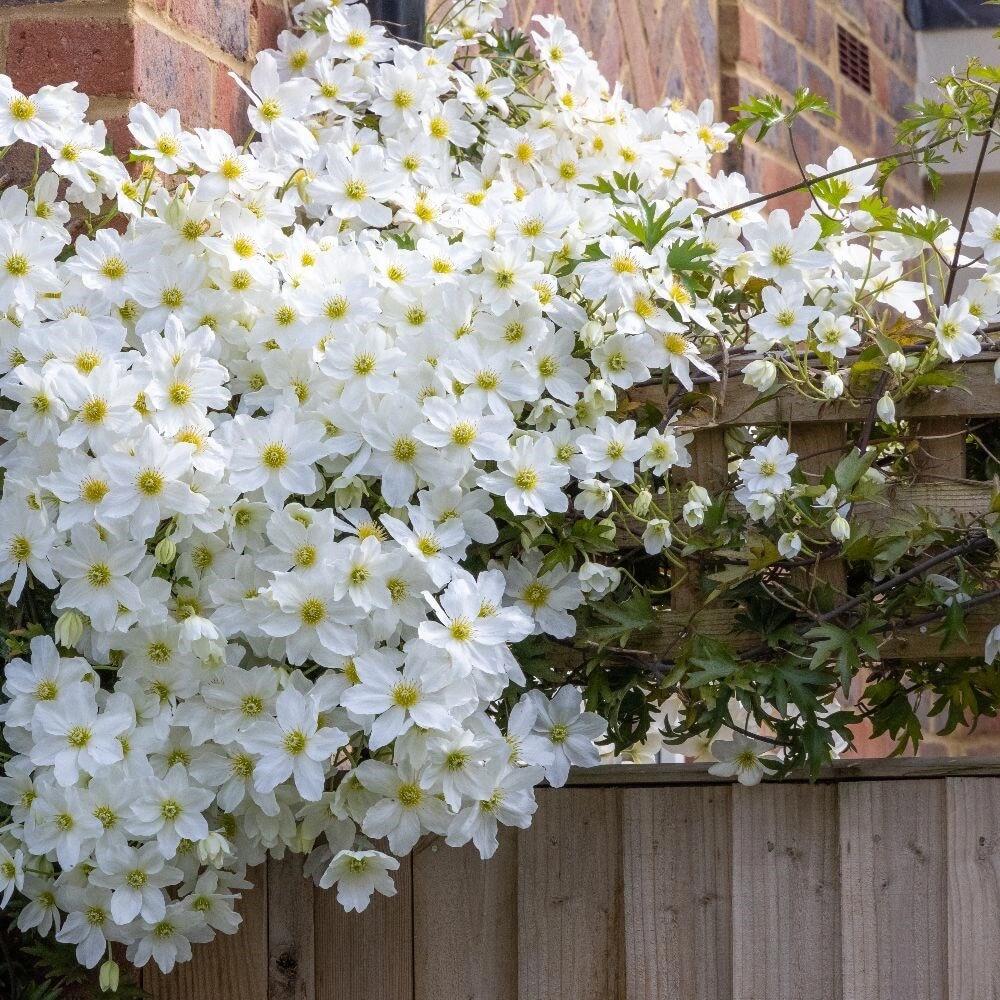 Clematis ‘’Avalanche|雪崩‘’