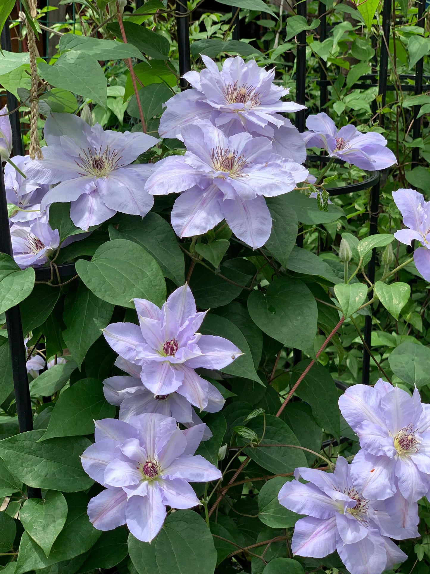 Clematis ‘’Blue Cotillion|蓝色龙沙舞‘’