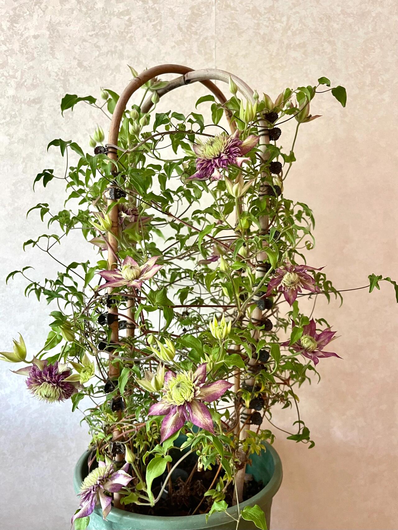 Clematis ''Shishimaru | ししまる| 紫子丸''