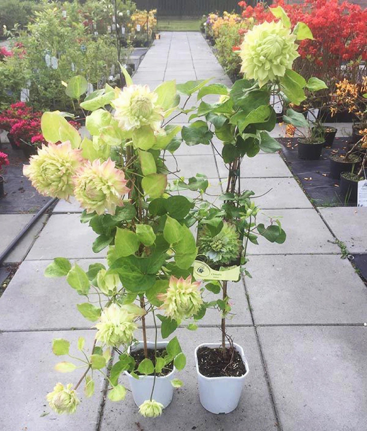 Clematis ‘’Midori |美登利 ‘’