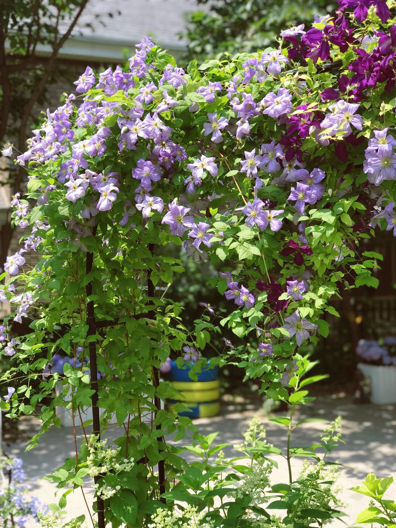 Clematis ‘’Emilia Plater|艾米丽花盘‘’