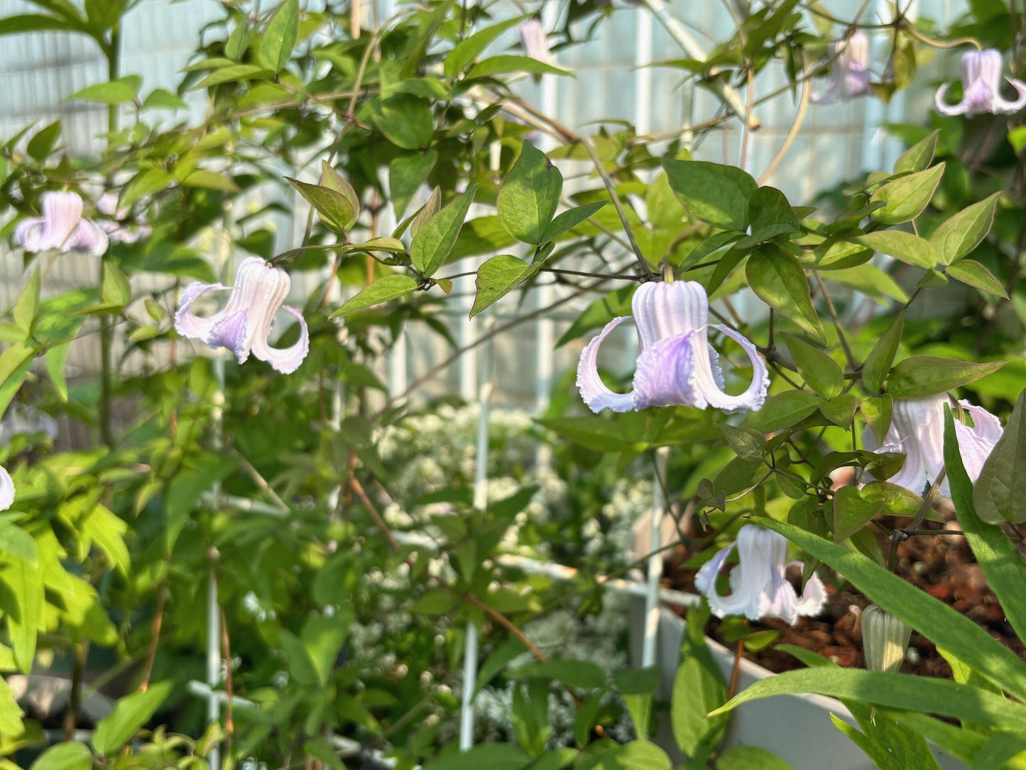 Blue Octopus Clematis ‘’クリスパ・エンジェル| Crispa Angel| 克里斯帕天使| タコクレマチス‘’