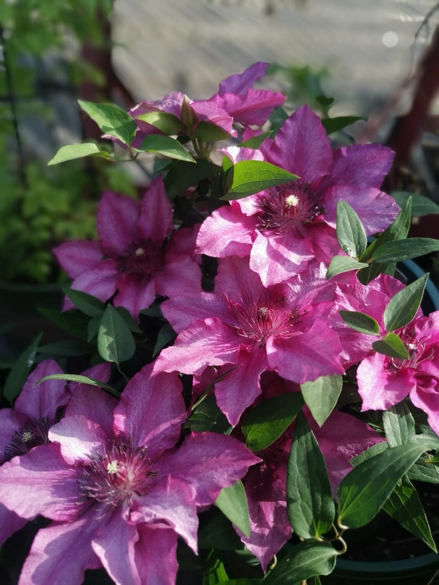 Dwarf Clematis ‘’Luiza|ルイーザ|路易莎‘’