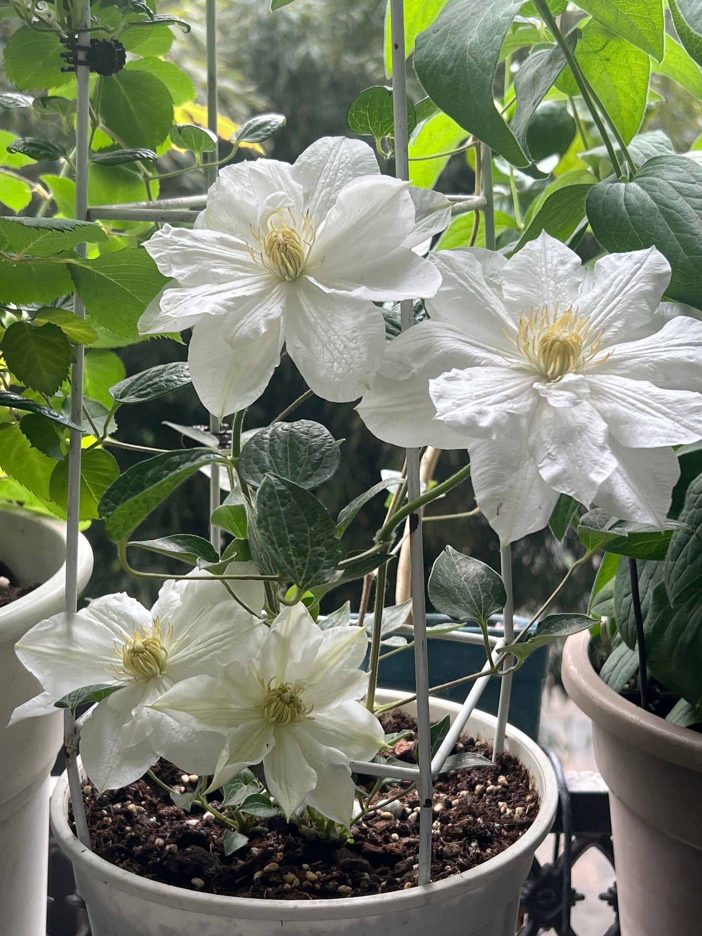 Clematis ‘’Veronica's choice|维罗妮卡的选择‘’