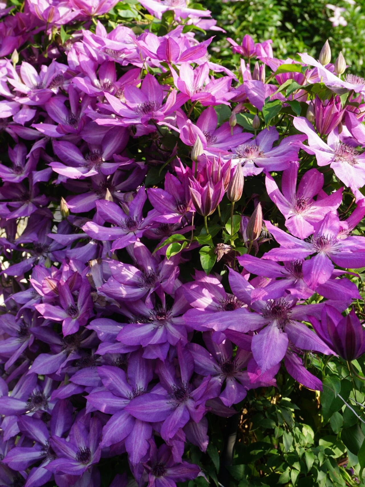 Clematis ‘’Lizard|トカゲ |蜥蜴 ‘’