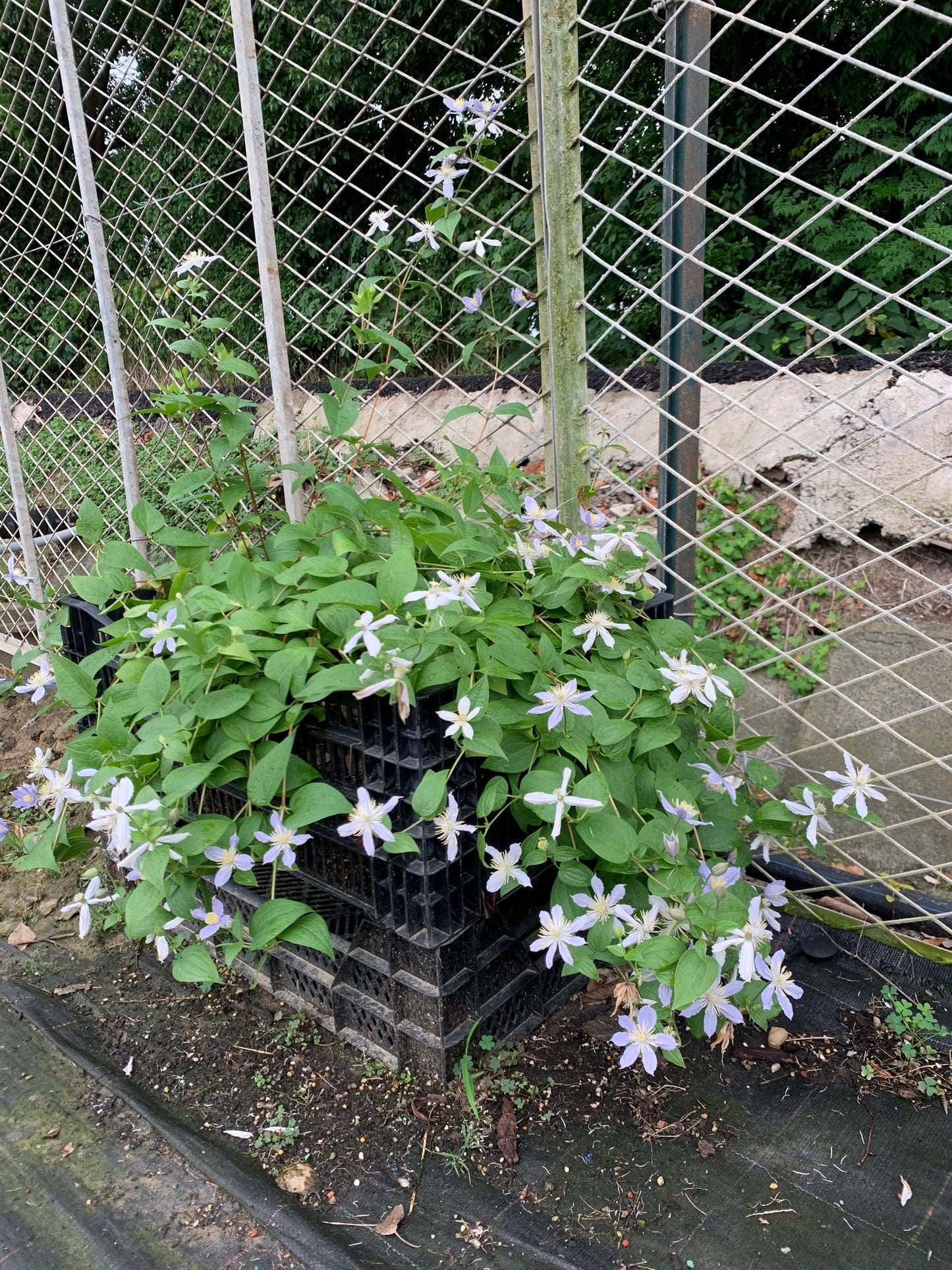 Clematis ‘’Milky Way|银河系‘’