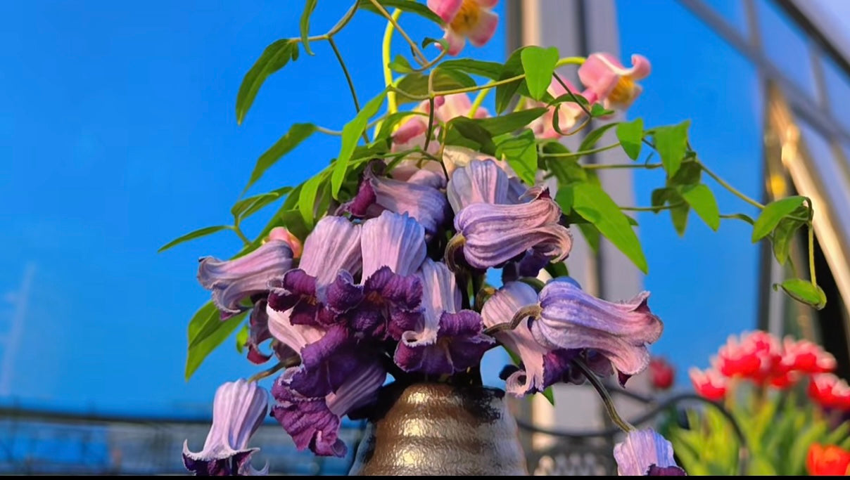 Rooguchi Clematis ‘’Sumire|堇‘’