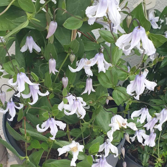 Clematis ''Twinkle| 闪烁''