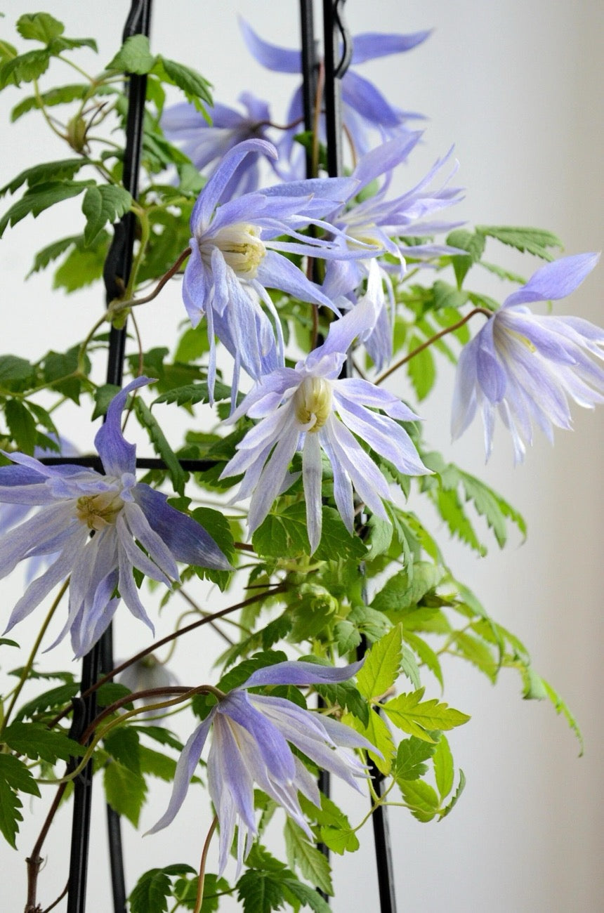 Clematis ‘’Maidwell Hall|梅德维尔‘’