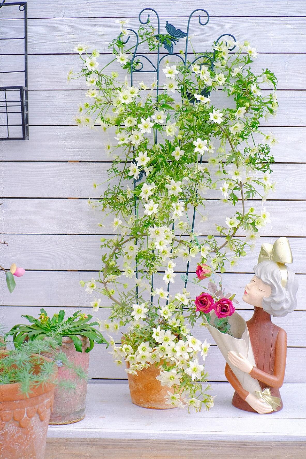 Clematis ‘’Joe|银币‘’