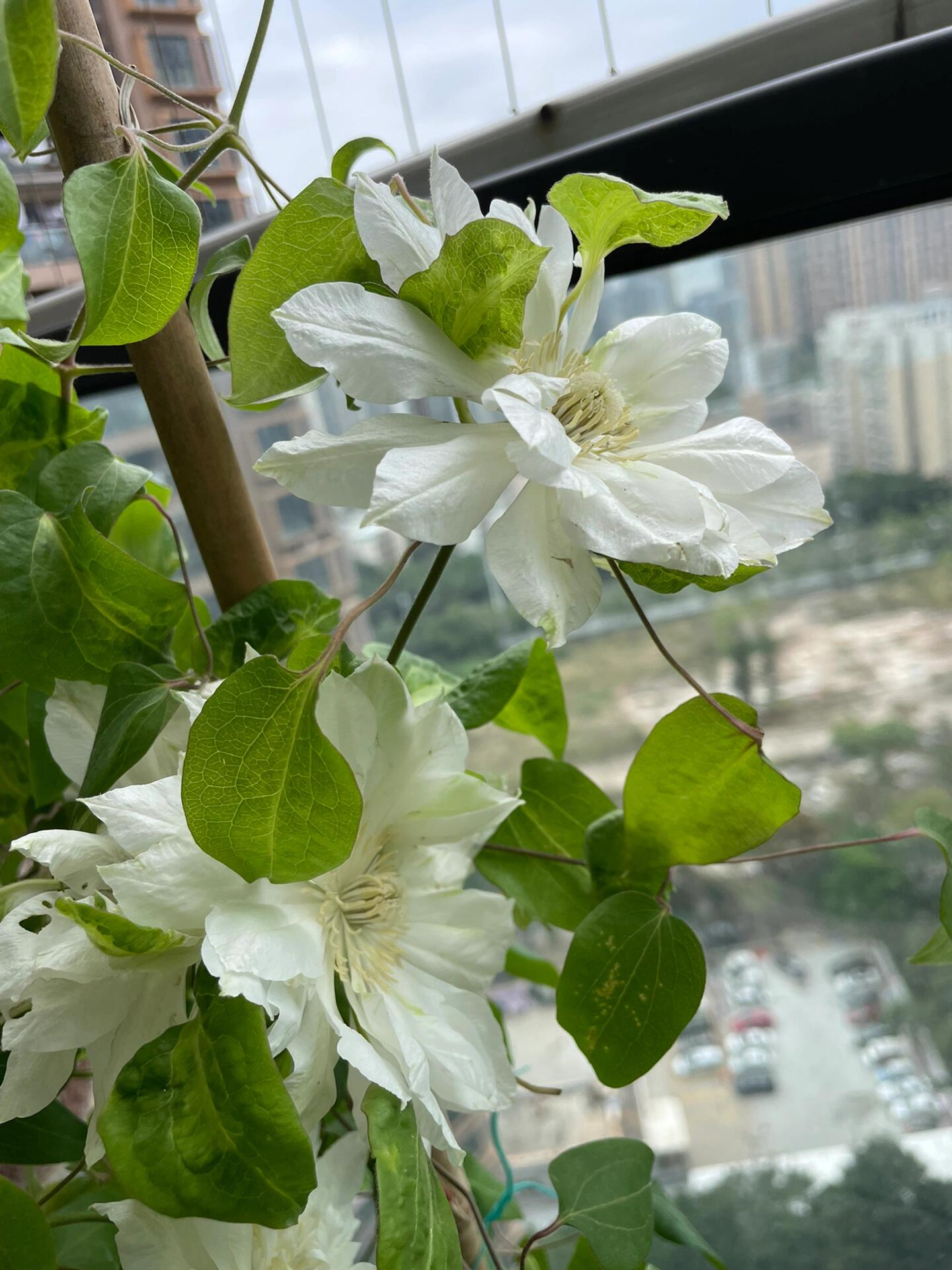 Clematis ‘’Shiko Yukiokoshi|ゆきおこし|雪妆‘’