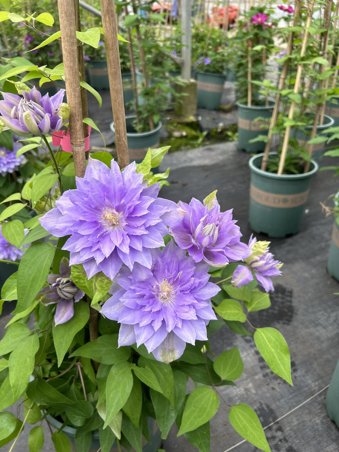 Clematis ‘’Diamond Bal| 钻石球‘’