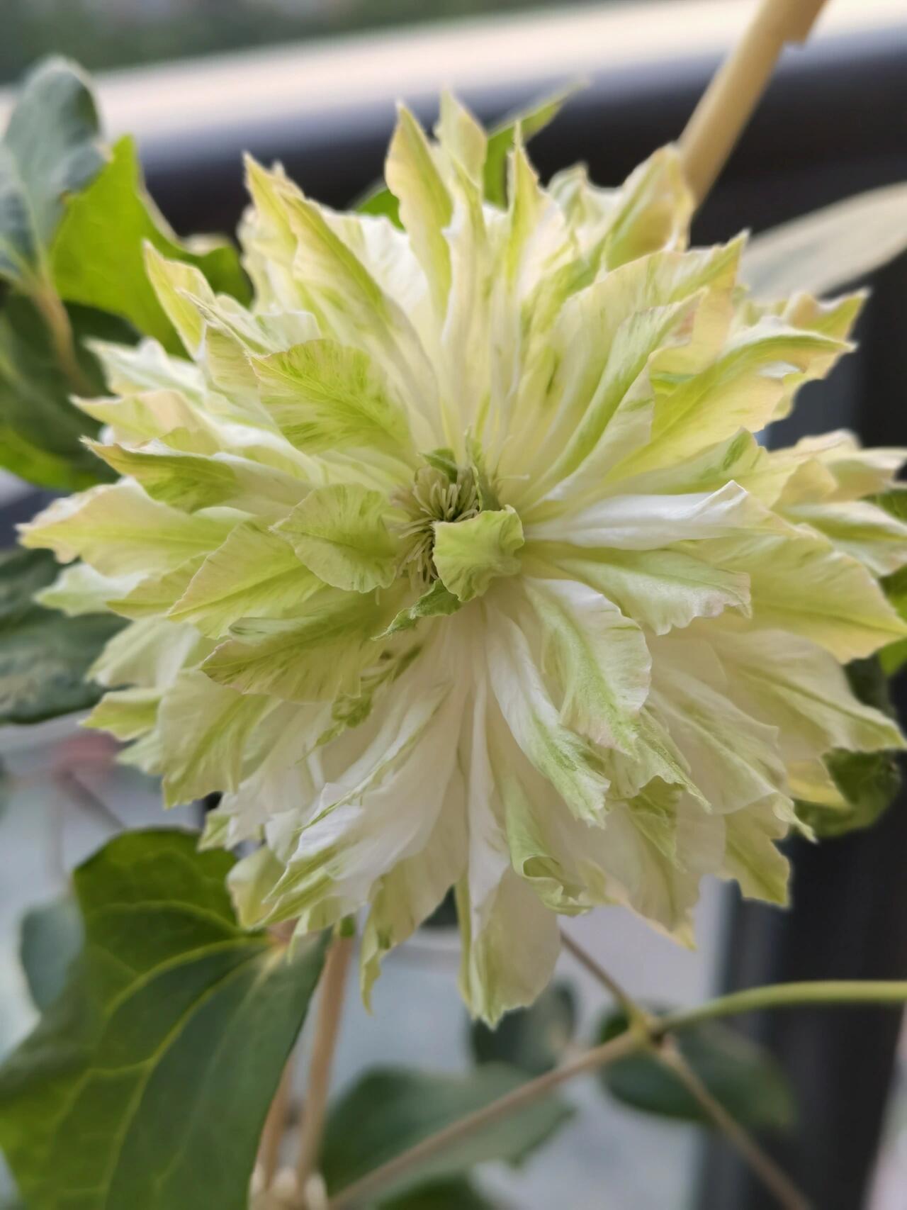 Clematis ‘’Midori |美登利 ‘’