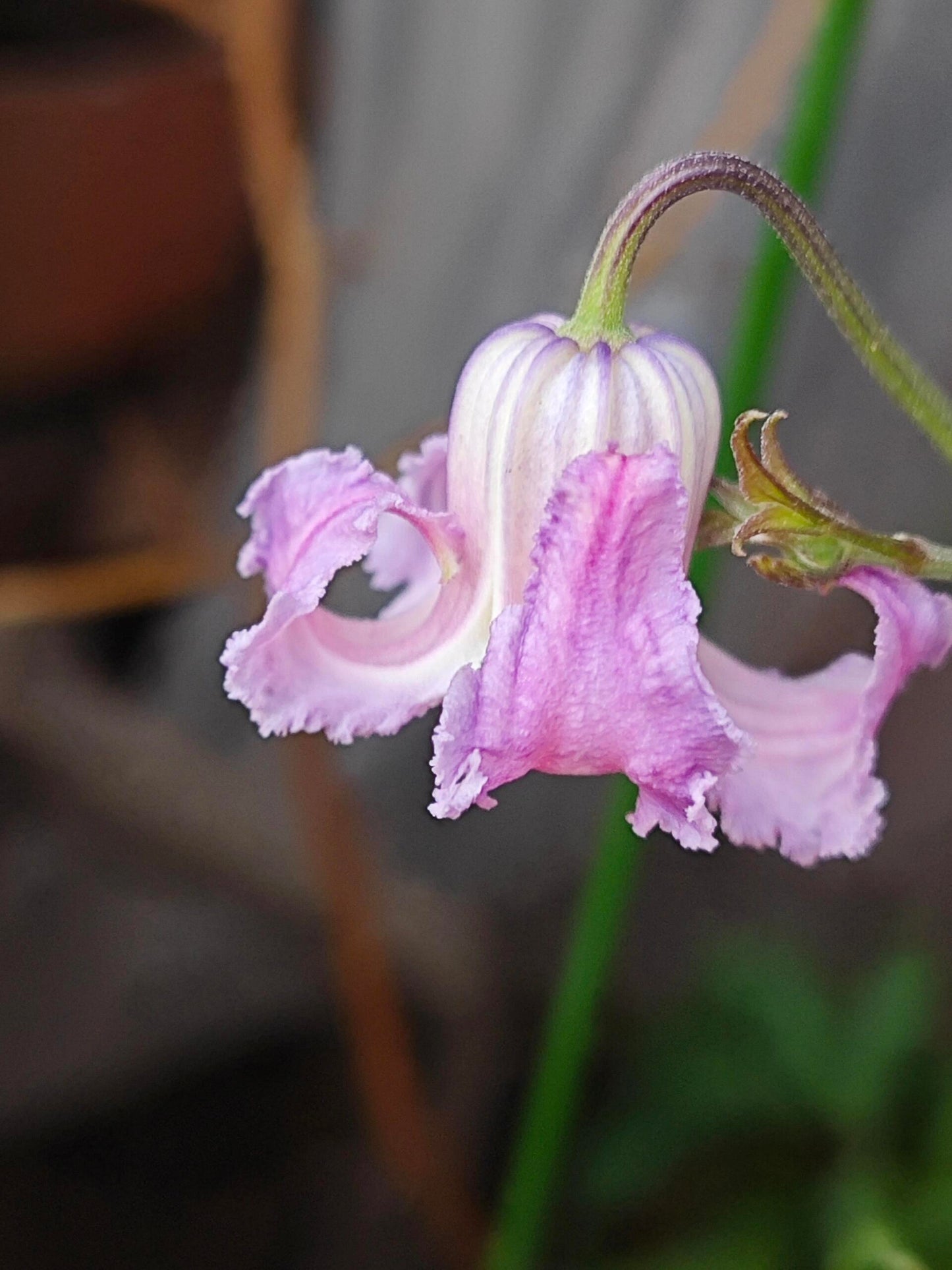 Pink Octopus Clematis ‘’Last Whisper|最後の囁き| 最后的轻语| タコクレマチス‘’ - US Exclusive