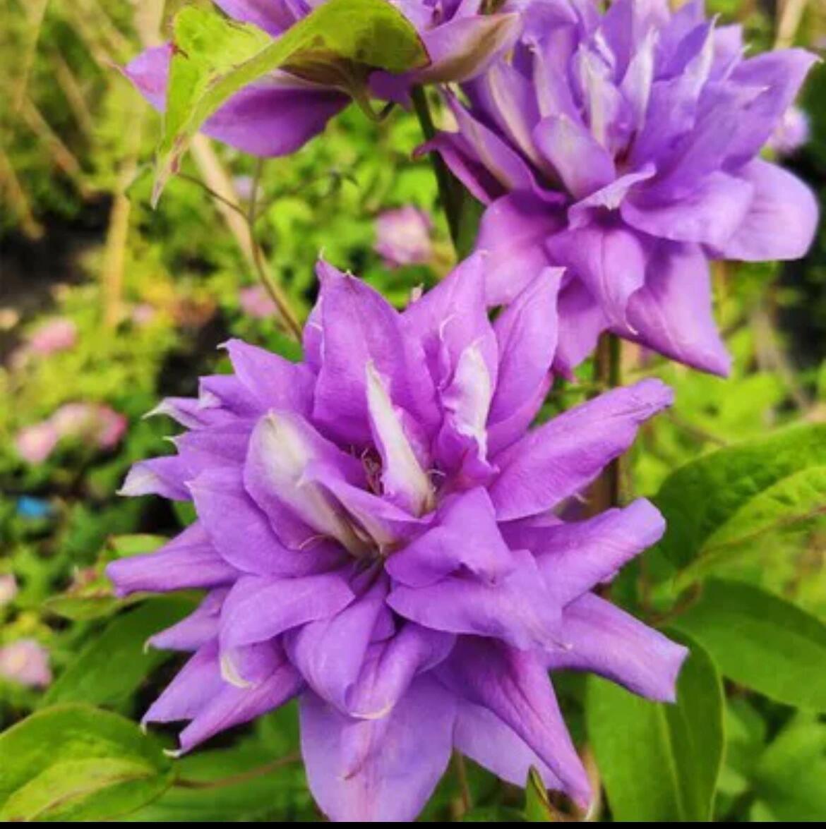 Clematis ‘’Matsuri Daiko|祭り太鼓 | 花太鼓‘’
