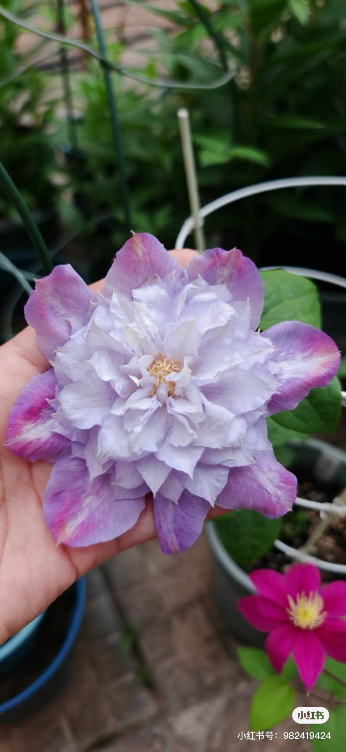 Clematis ‘’Veronica's choice|维罗妮卡的选择‘’