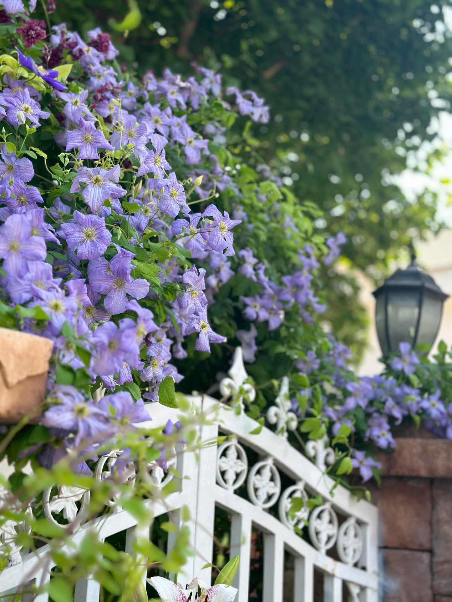 Clematis ‘’Emilia Plater|艾米丽花盘‘’