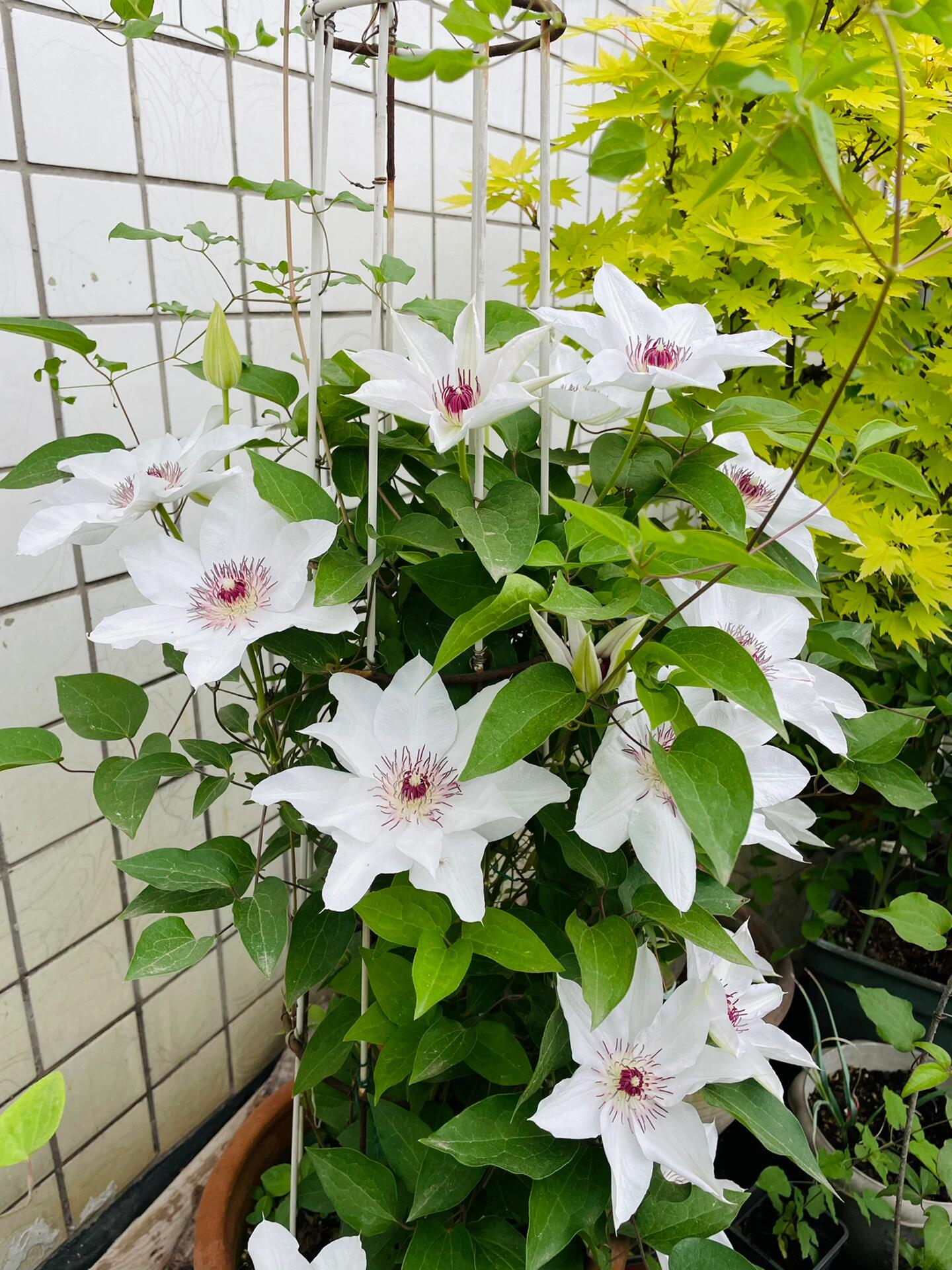 Clematis ''Haruyama|はるやま| 晴山/ 春天''