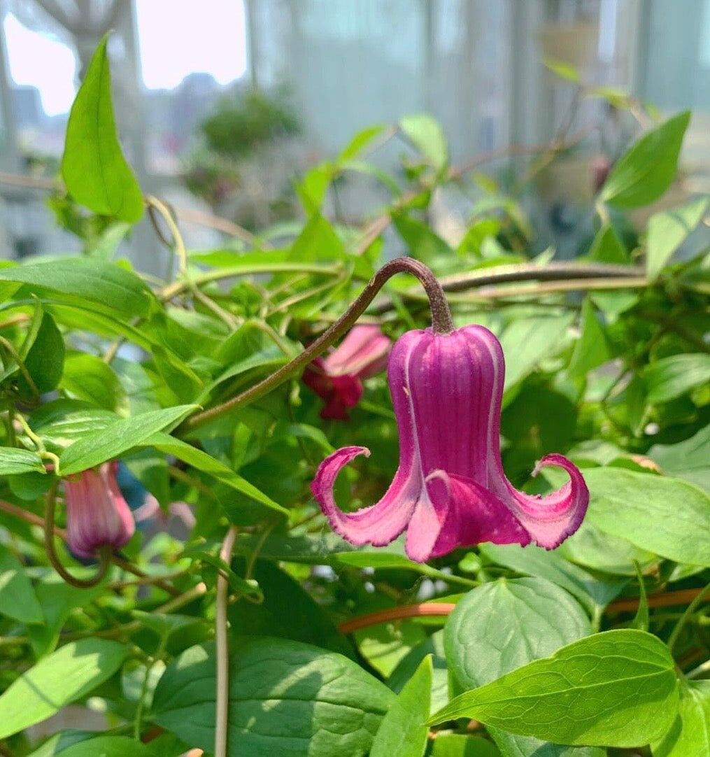 Clematis ‘’Princess Red| 绯红公主‘’