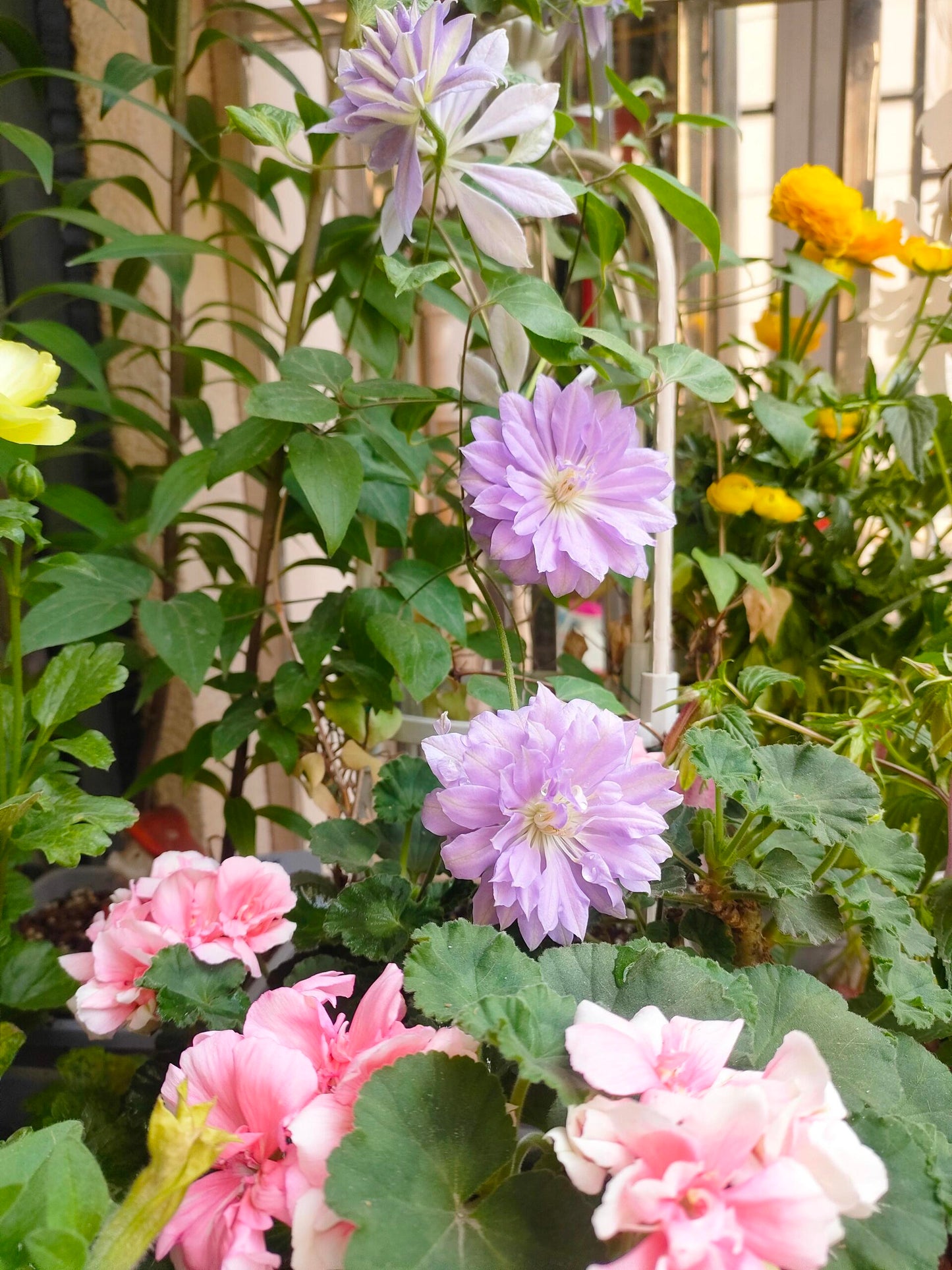 Clematis ‘’Diamond Bal| 钻石球‘’