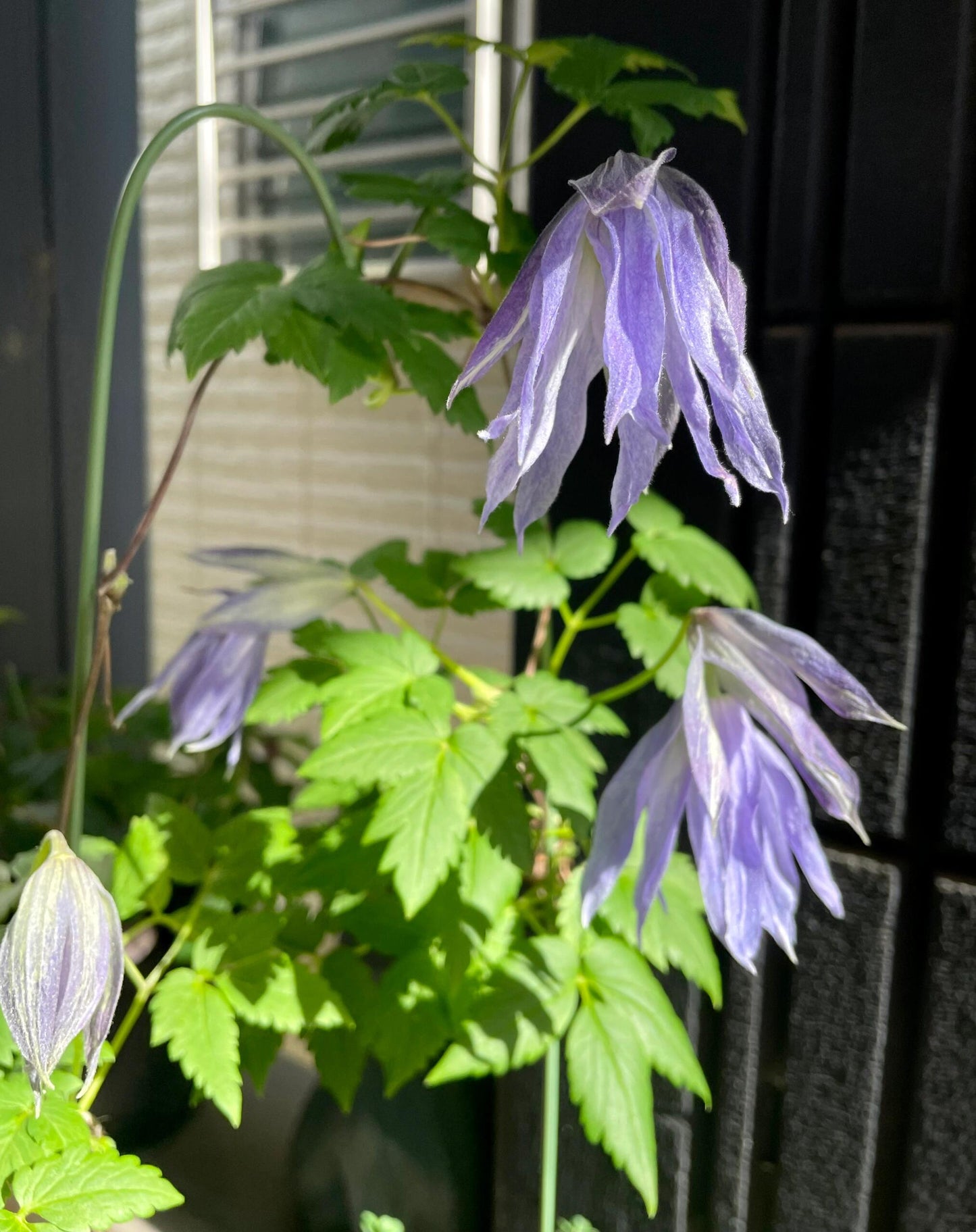 Clematis ‘’Maidwell Hall|梅德维尔‘’