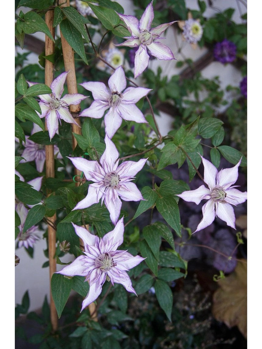 Clematis ‘’Lady Kyoko | レディ・キョウコ| 恭子小姐 ‘’