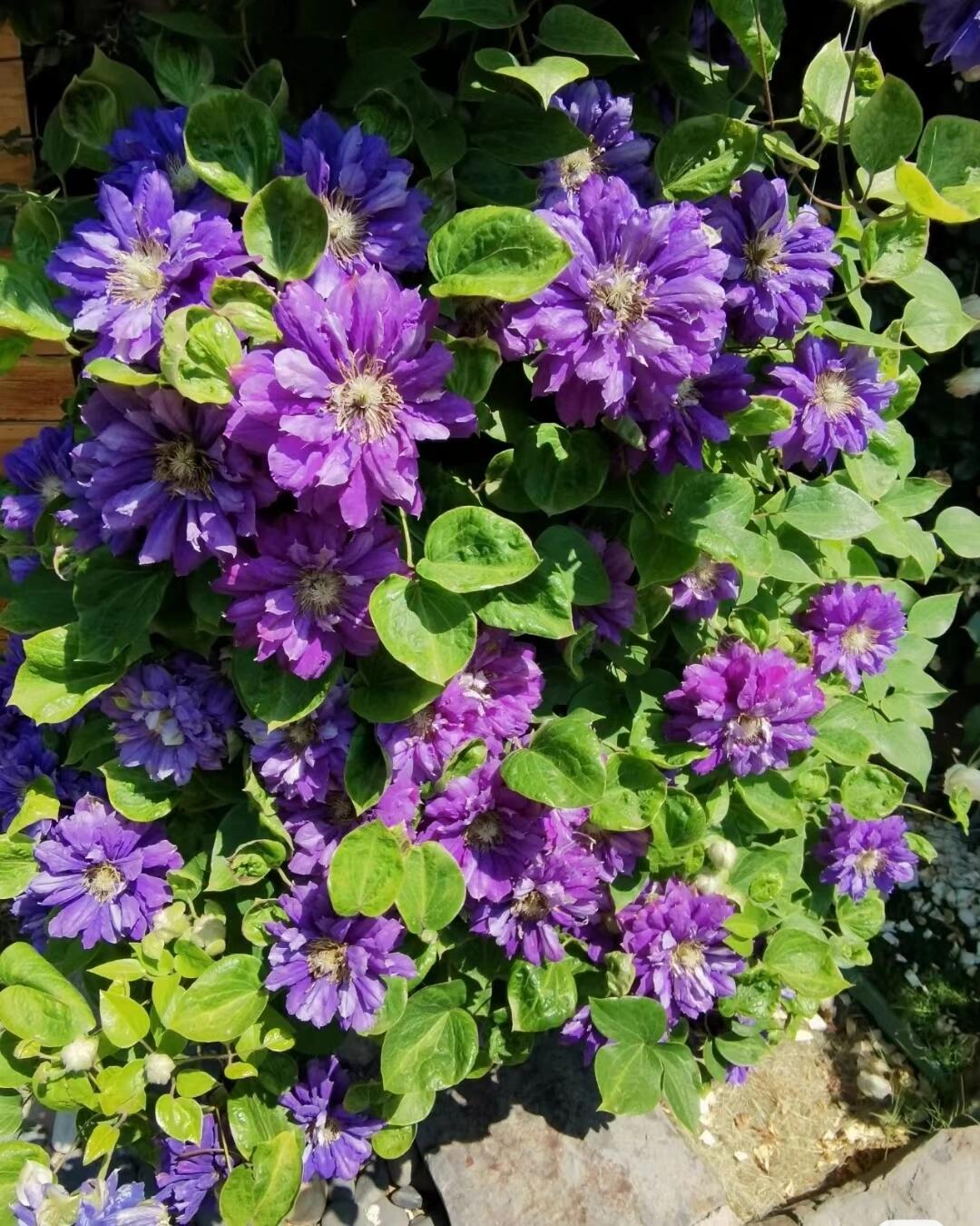 Clematis ‘’Kiri Te Kanawa|- LivePlant|卡瓦娜‘’