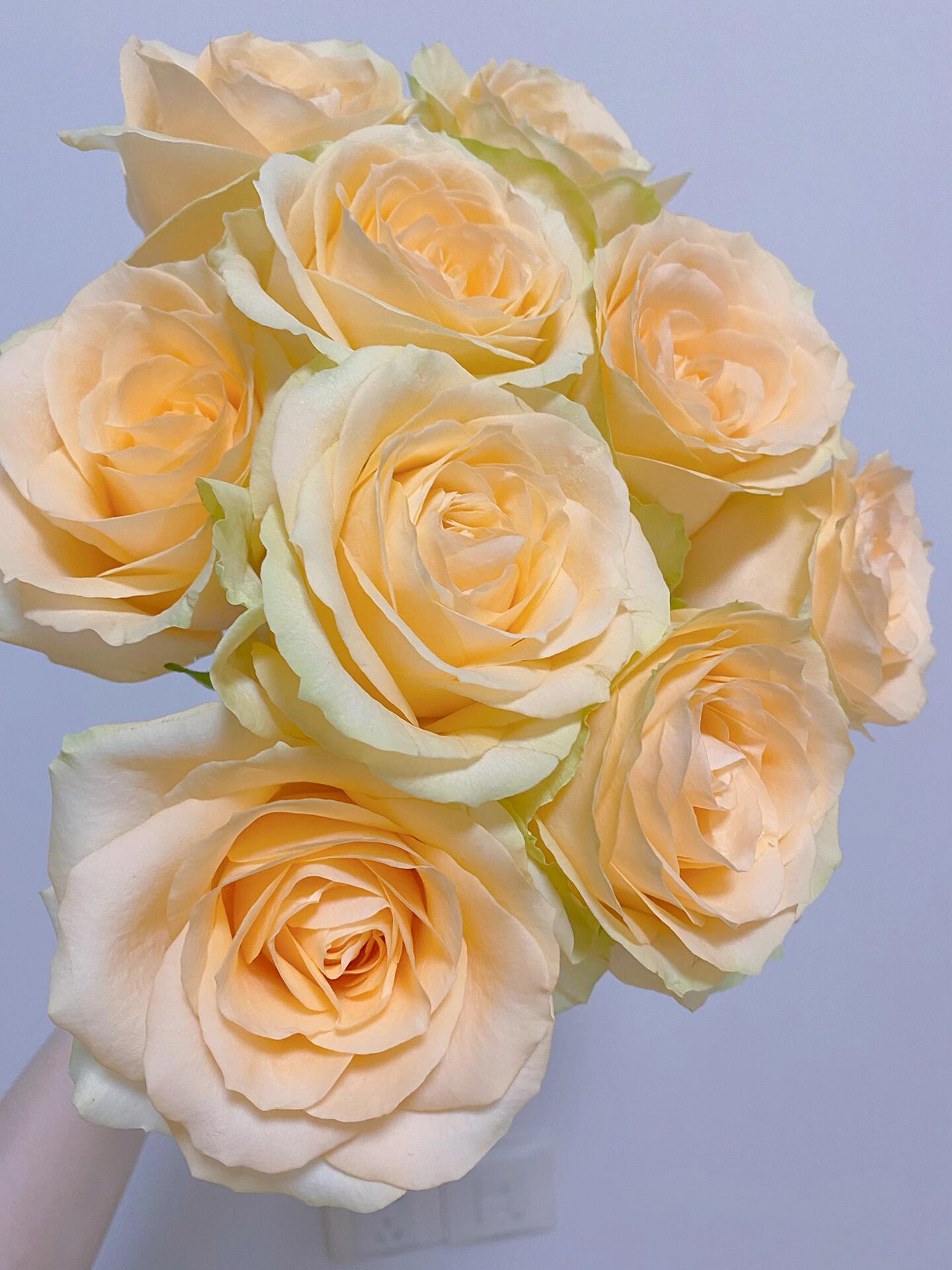 Rosa ‘Peach Avalanche | 蜜桃雪山 ’ - Award