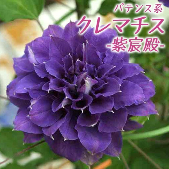 Clematis ‘’ShiShinDen|ししんでん | 紫宸殿‘’