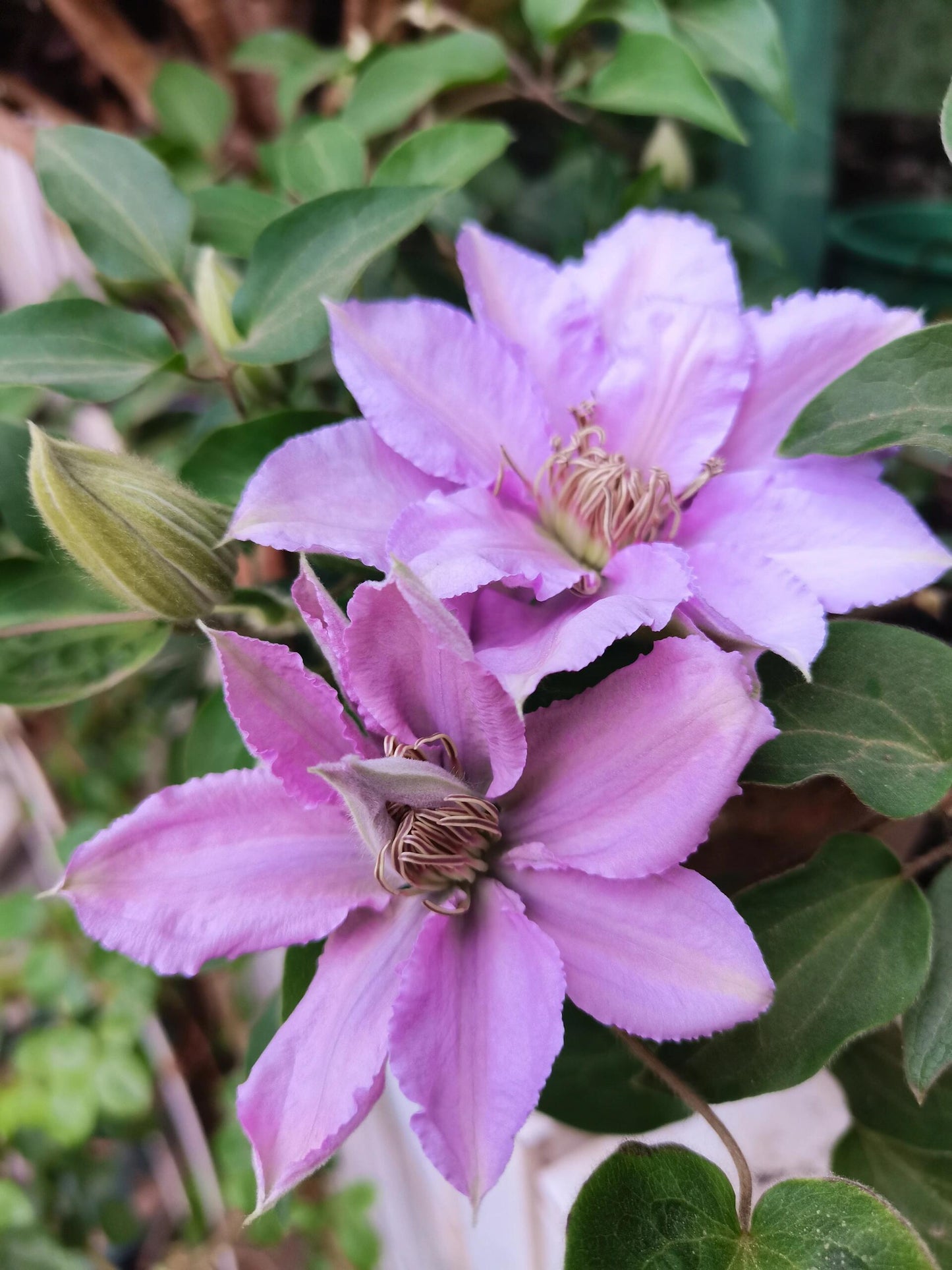 Clematis ‘’Filigree|金银丝/ 故里‘’