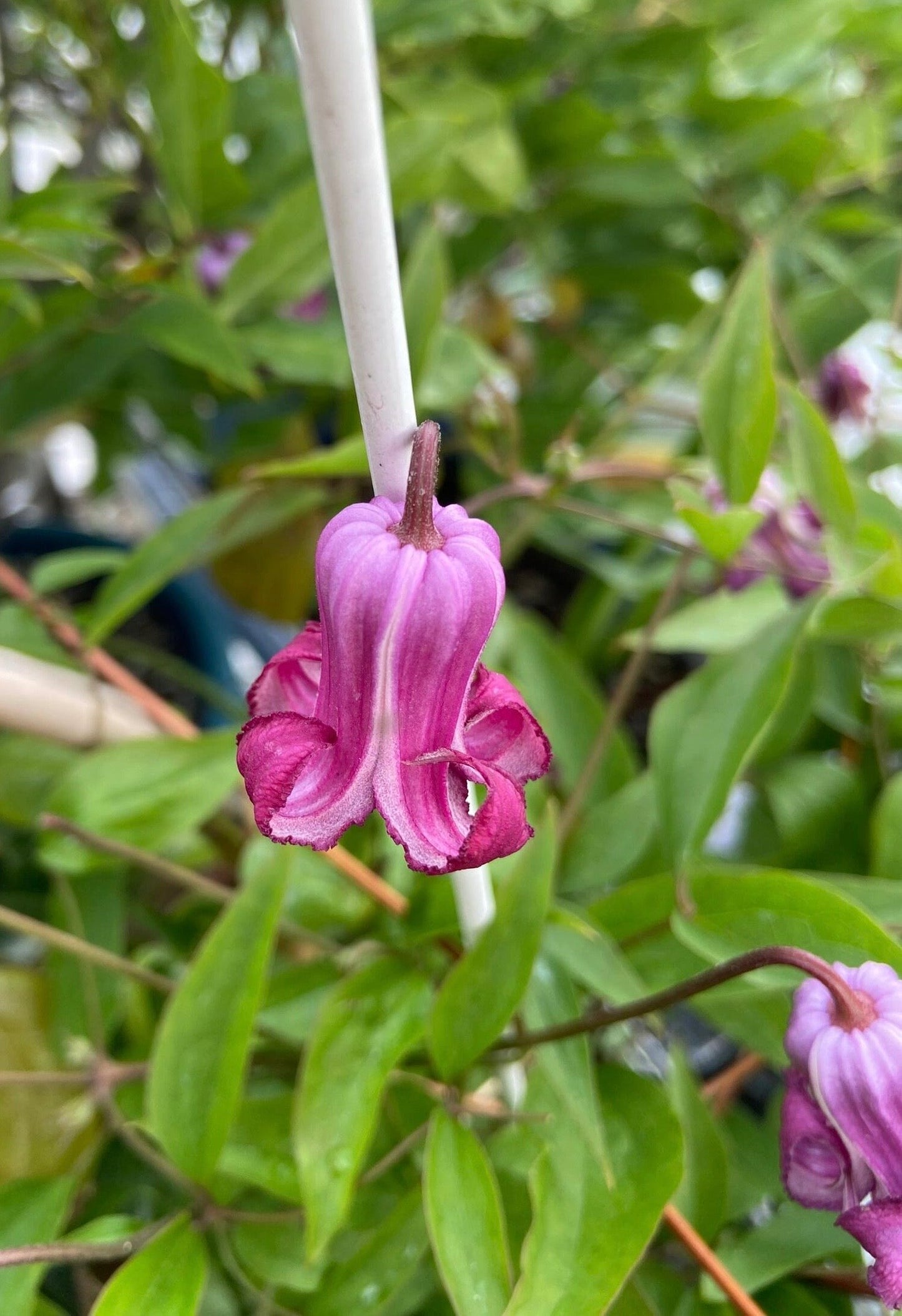 Clematis ‘’Princess Red| 绯红公主‘’