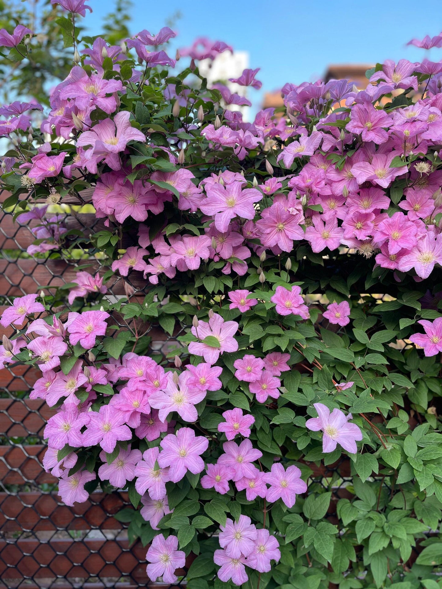 Clematis ‘’Comtesse de Bouchaud| 包查德 女侯爵‘’
