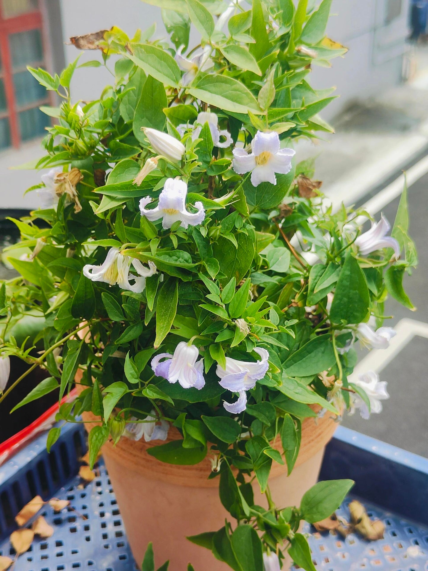 Blue Octopus Clematis ‘’クリスパ・エンジェル| Crispa Angel| 克里斯帕天使| タコクレマチス‘’