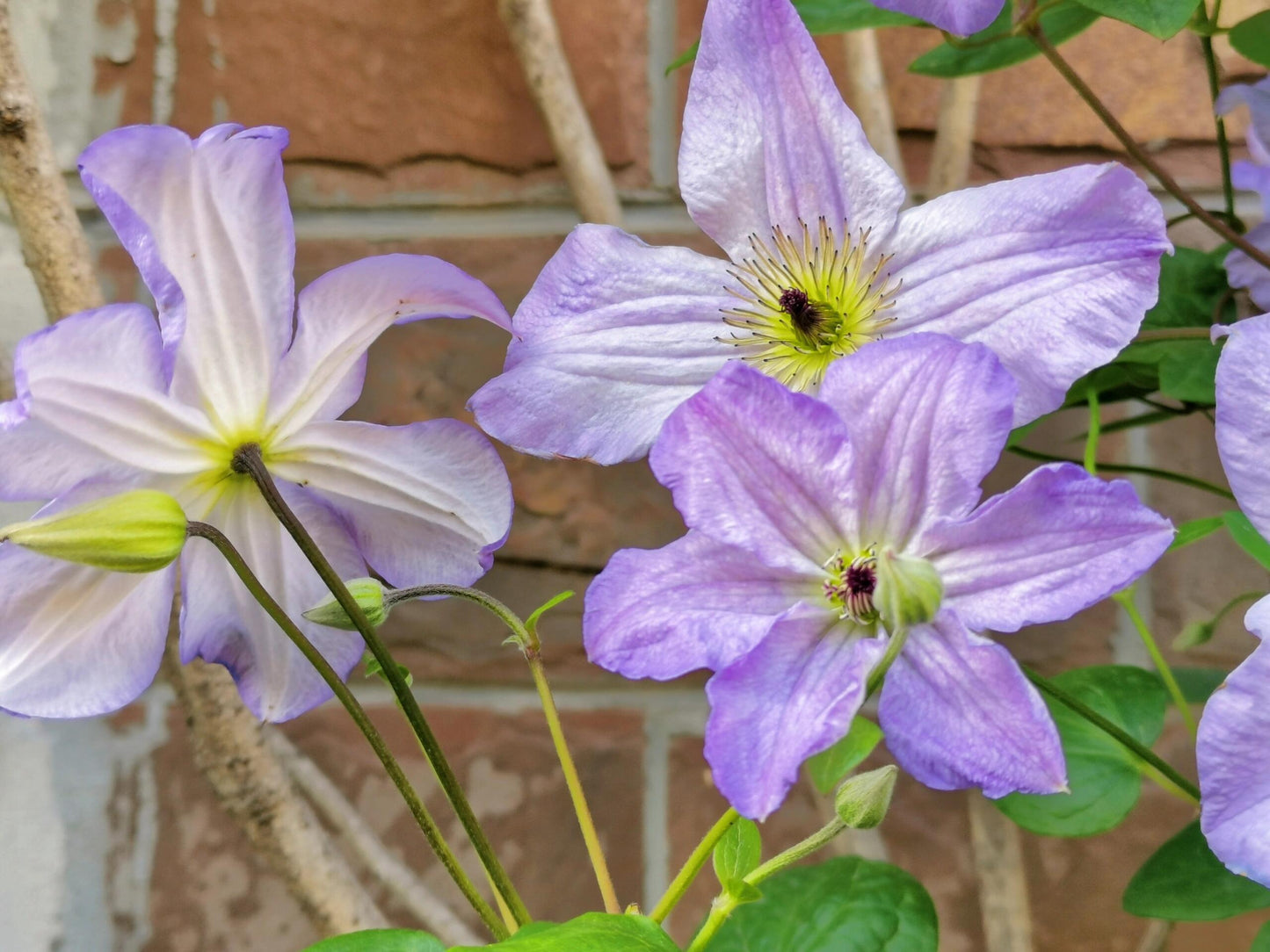 Clematis ‘’Sea Breeze|海风‘’