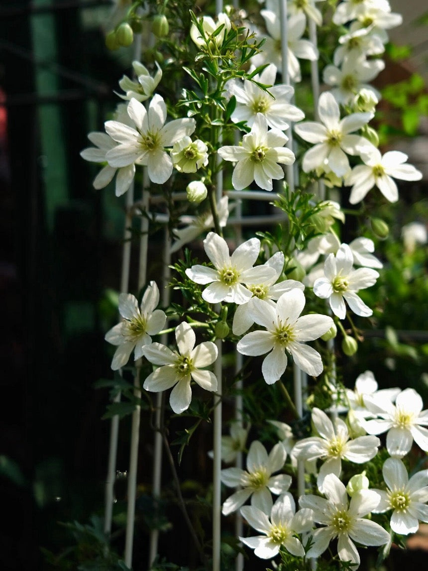 Clematis ‘’Joe|银币‘’