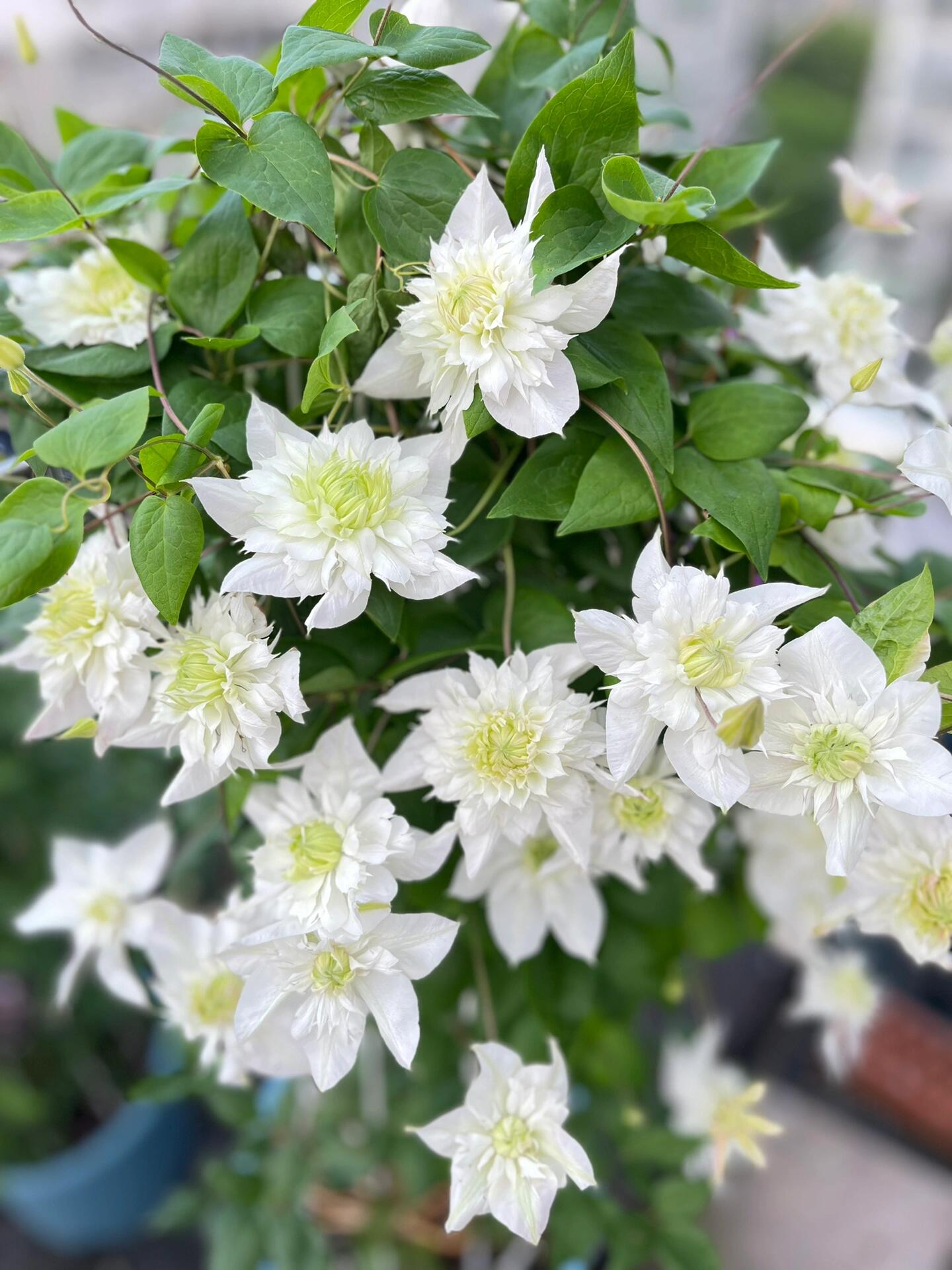 Clematis‘’Pluvia Imprint| 雨的印记‘’|New Variety 2024|US Exclusive